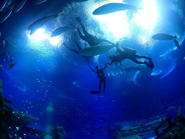 潛在水里，學(xué)做一條靜靜的魚(yú)