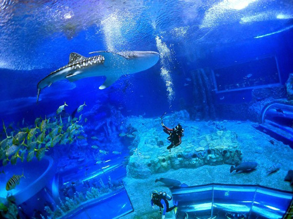 潛在水里，學(xué)做一條靜靜的魚(yú)