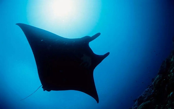 【潛水這艘賊船，這次開往上帝的花園】文章轉(zhuǎn)自/三聯(lián)生活周刊