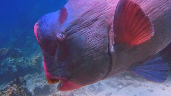 潛水拍照新姿勢，放下你的剪刀手，我們來這樣拍