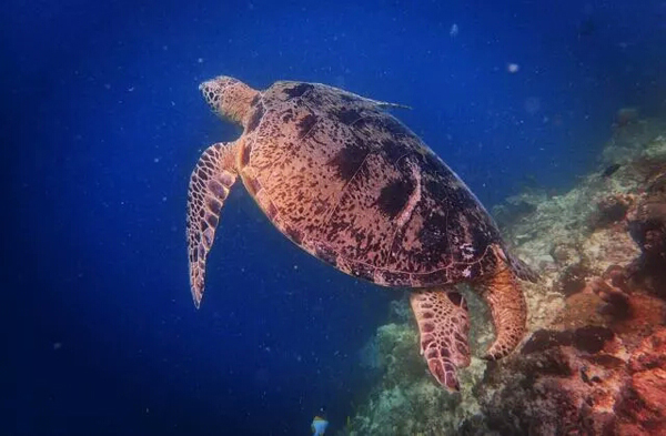 潛水拍照新姿勢，放下你的剪刀手，我們來這樣拍