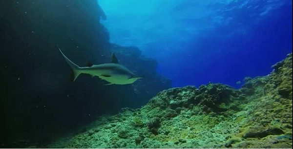 毛里求斯，不要太美