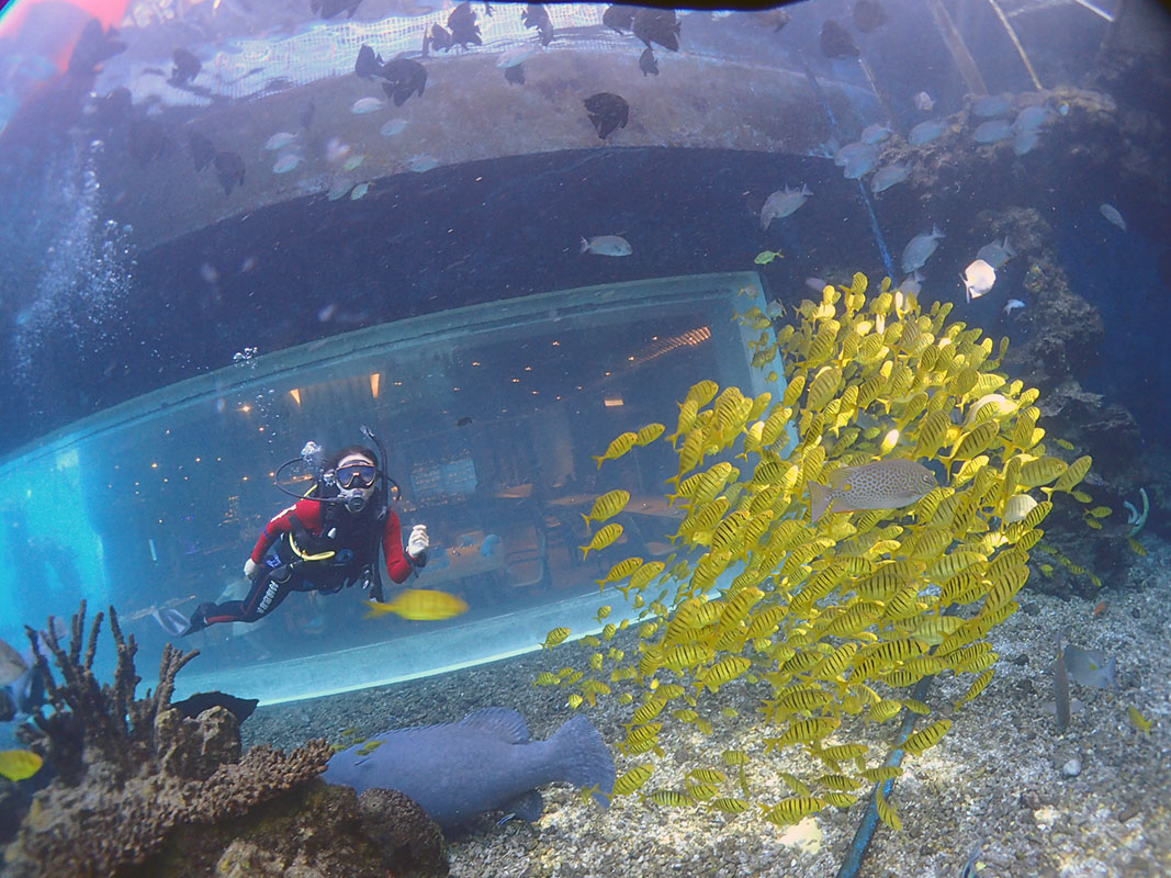 除了俯瞰大地的飛翔，還有潛入海底的翱翔。